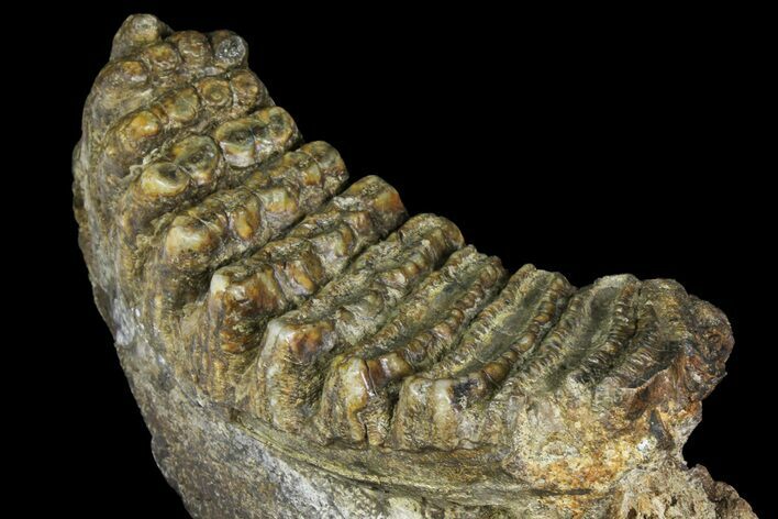 Fossil Stegodon Mandible with Molar - Indonesia #156724